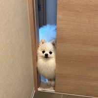 中には入ってきません（画像提供：ポメラニアンの天くん！ ※動画よりキャプチャ、画像を一部トリミング）