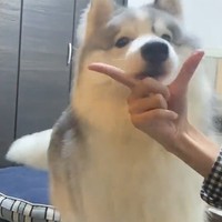 こっちだ…！（画像提供／アポロ＠ハスキー）