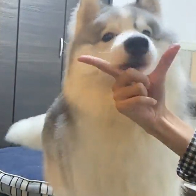 こっちだ…！（画像提供／アポロ＠ハスキー）