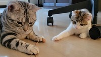 興味津々の二人＝わらよも！アメショわらび&スコよもぎ(Warabi & Yomogi)さん（@WarabiSuperCat）提供
