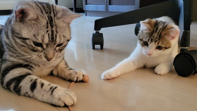 興味津々の二人＝わらよも！アメショわらび&スコよもぎ(Warabi & Yomogi)さん（@WarabiSuperCat）提供
