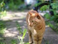 まるで王様だった。世界一かわいい愛猫との忘れられない夏の思い出