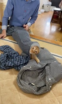 細いズボンの裾から猫ちゃんが出て来た！（動画からキャプチャー／提供：もち家のニャンズさん @soynyan222）