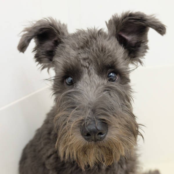 半立ち耳のハンサムボーイ（UG提供）