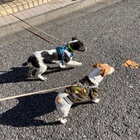 さぬきちゃん（左）がおうちに来た日。先住犬の福太くん（右）とそろって歩きました（画像提供：バーバラ村田さん）