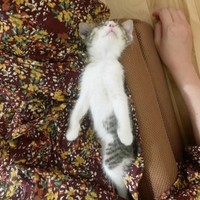 すやすや眠るテトくん（画像提供：たちつてとさん）