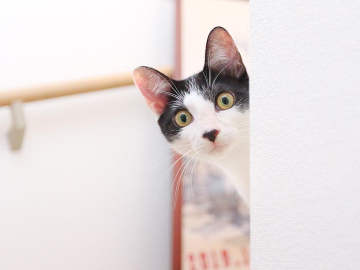 先に出てきたのはミルク。