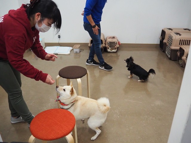 「FREEWAN」にてワンちゃんのしつけの様子。かわいいワンちゃんのためにも、ぜひ迷子札を