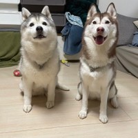 どちらも同じくハスキー犬の女の子。顔つきも脚の長さも体型も全然違うけどどっちも可愛い♡（提供：ハマジさん）