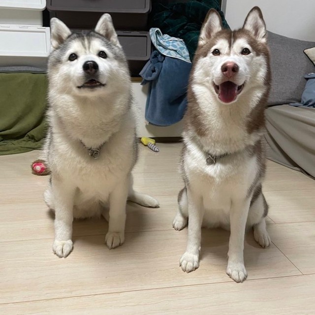 どちらも同じくハスキー犬の女の子。顔つきも脚の長さも体型も全然違うけどどっちも可愛い♡（提供：ハマジさん）