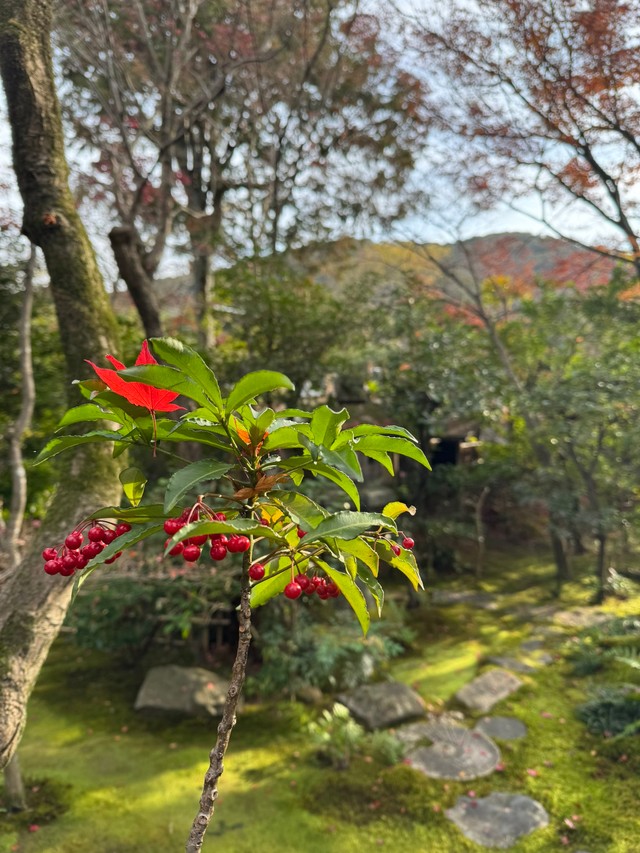 庭の万両の葉の上に舞い降りた紅葉（画像提供：高台寺岡林院）