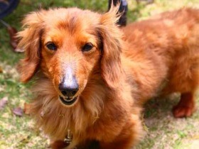 ワクチンアレルギーって？