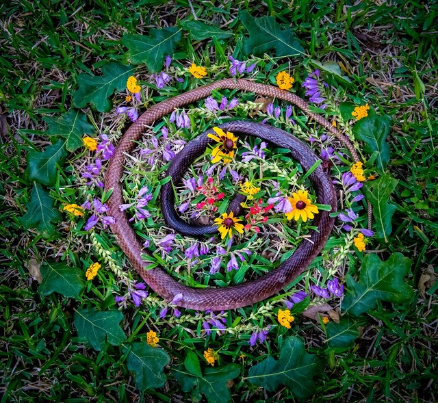 運転手の代わりに必ず「ごめんなさい」と謝っているそう（アマンダ博士提供）