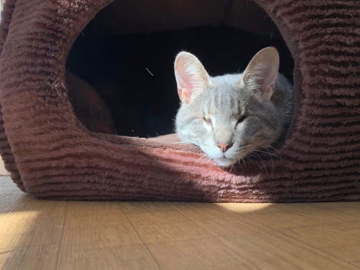 猫なのにネズミのようなキュートさ（ねこかつ提供）