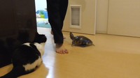 飼い主さんの足元に向かう、ぐいちゃん／飼い主さん提供