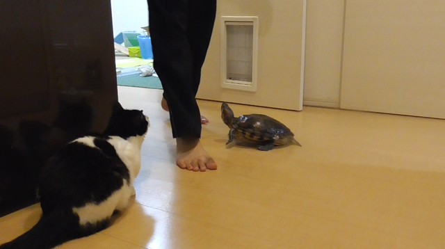 飼い主さんの足元に向かう、ぐいちゃん／飼い主さん提供