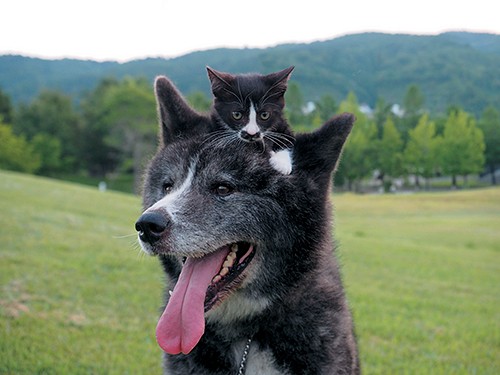 やんちゃな子猫とやさしい秋田犬　顔そっくり“はちわれ兄弟”