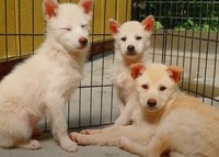 ピースワンコが保護した当初のジュリア（写真左端）