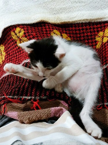 家にきたころの「みな」