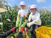 耕作放棄地などを活用した畑でトウモロコシを収穫する児童＝昨年６月、瀬戸内市