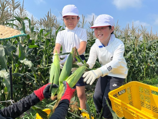 耕作放棄地などを活用した畑でトウモロコシを収穫する児童＝昨年６月、瀬戸内市