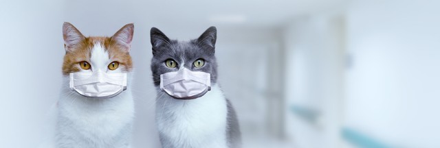 Natalya Chumak/stock.adobe.com