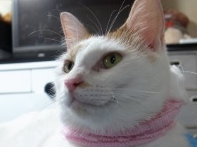 一緒に捨てられ、保護された姉妹猫　一緒に新しい家へ