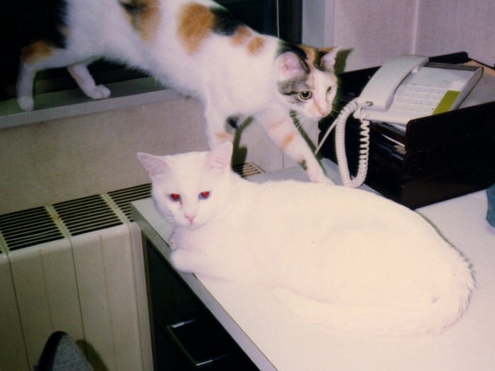 おいで先輩は教育係