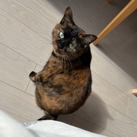 飼い主さんを見上げるうるめちゃん（画像提供：硝子さん）