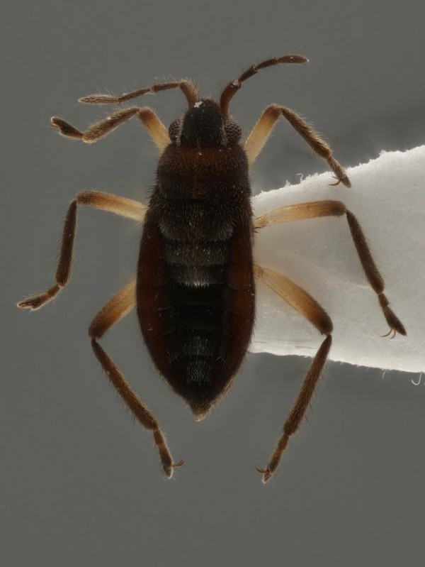 国内では石垣島と西表島にしかいない「タカラナガレカタビロアメンボ」（画像提供：gentilisさん）