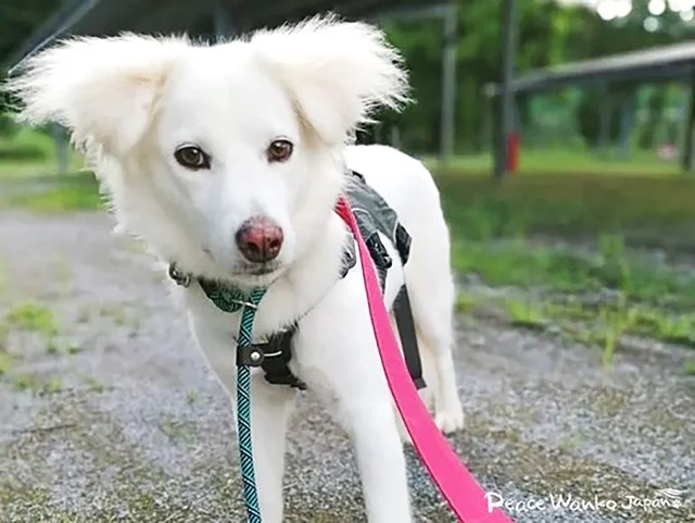 ピースワンコに保護された元野犬のニルヴァーナ。警戒心がなかなか解けないワンコでした