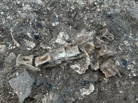 こちらが縄文時代中期末のマグロの骨（陸前高田市立博物館提供）