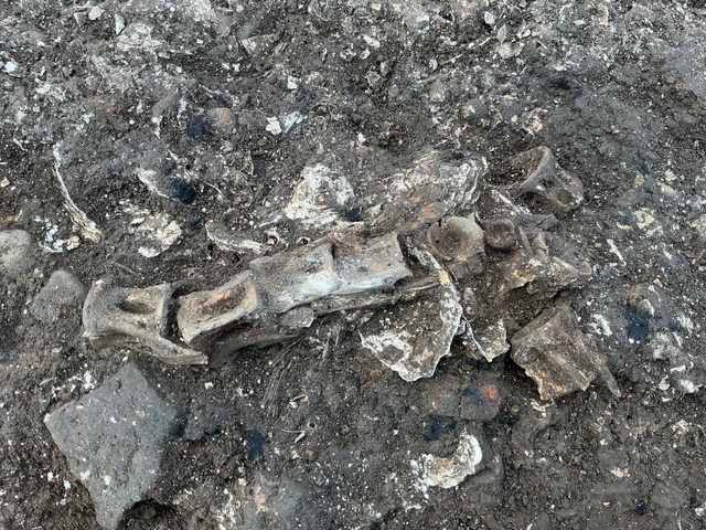 こちらが縄文時代中期末のマグロの骨（陸前高田市立博物館提供）