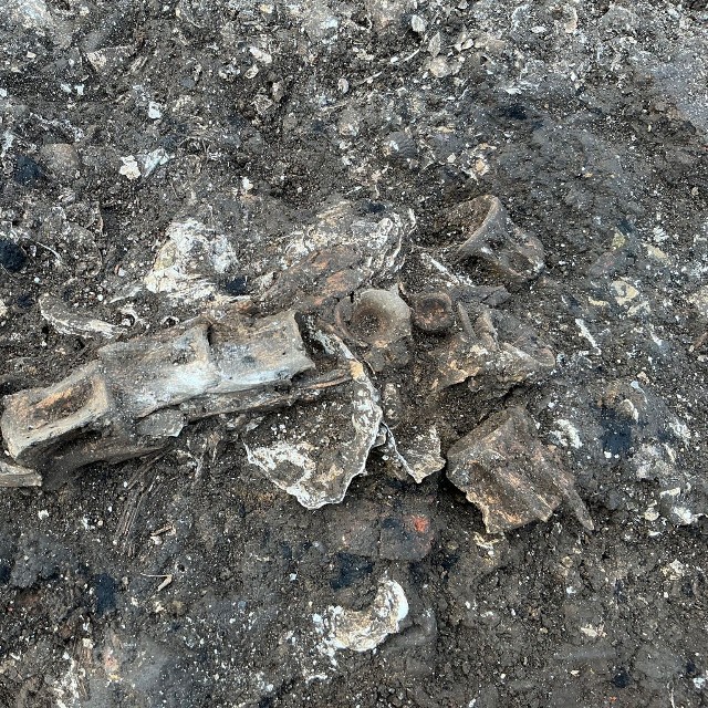 こちらが縄文時代中期末のマグロの骨（陸前高田市立博物館提供）