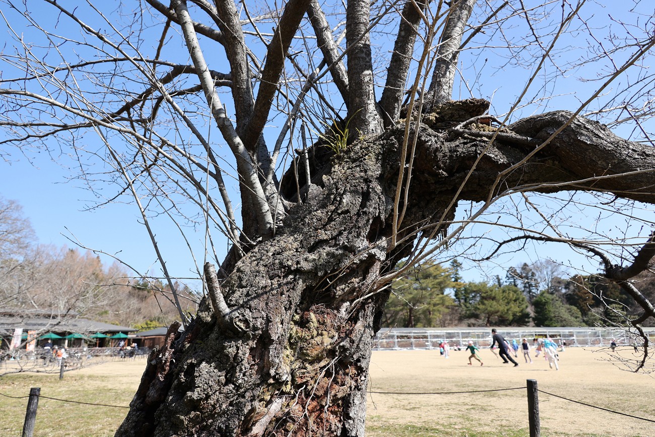 桜の 木 寿命