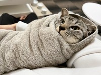 おくるみにくるまったととまるくん＝ととまるはんみさん（@totomaru_hanmi）提供