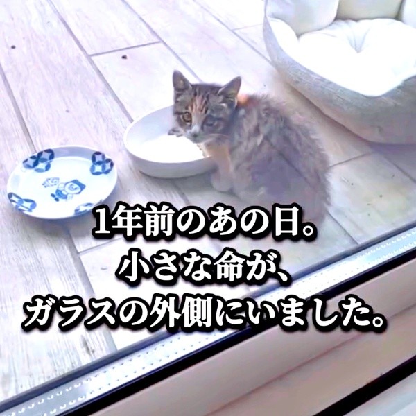 1年前、自らそばに近寄ってきたすずめちゃん（画像提供：コハク8号のお店屋さん）