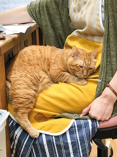 美奈さんの膝の上がお気に入り（写真提供：Kanmi）