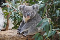 まん丸顔の「だいふく」(オス)は、りんの赤ちゃん（名古屋市東山動植物園提供）