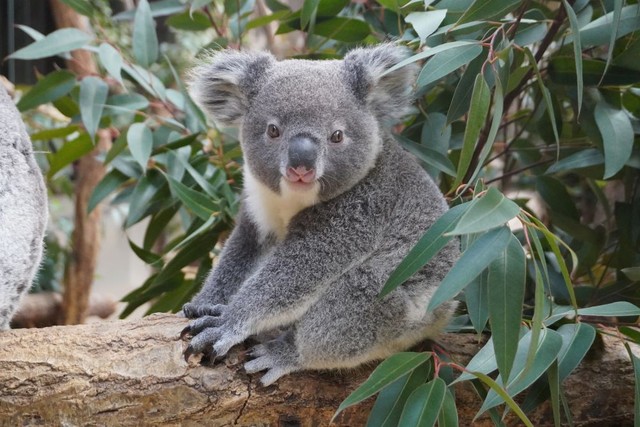 まん丸顔の「だいふく」(オス)は、りんの赤ちゃん（名古屋市東山動植物園提供）