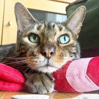 最年長の先住猫・タイソンくん（画像提供：たいしおさん）