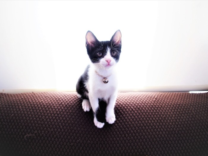 人も猫も犬も大好き