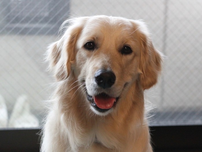 人が大好きでフレンドリーなゴールデンレトリーバーのユーティ