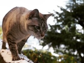 かくれんぼう名人のシャムトラ猫「ソラ」　最近はホットカーペットの下がお気に入り