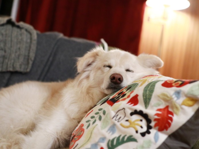 遊び疲れた寝顔