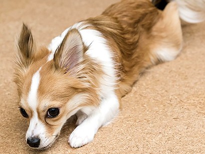 犬や猫との引っ越し　スムーズに新居に移るポイント