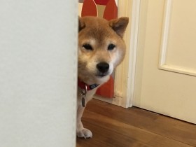 高齢の保護犬ココの譲渡先が決まった　預かりボランティアは寂しさよりうれしさが強い