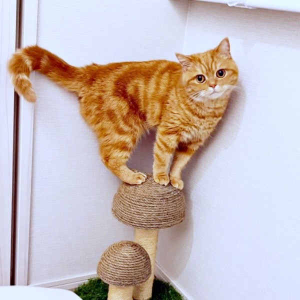 器用にバランスをとって佇むにゃむちゃん（画像提供：にゃむさん）