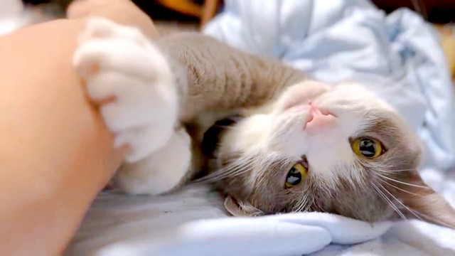 しらたまくんの「かきかきサービス」に悶絶の声続出（画像提供：わがやのねこさん）