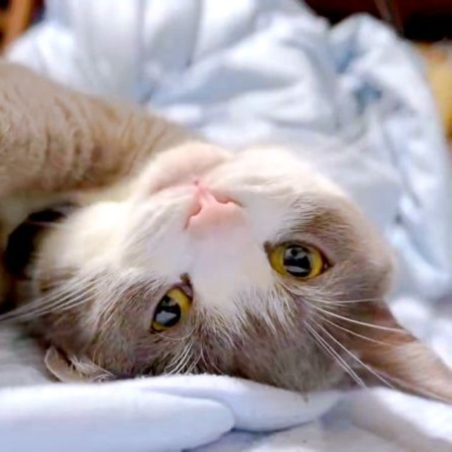 しらたまくんの「かきかきサービス」に悶絶の声続出（画像提供：わがやのねこさん）